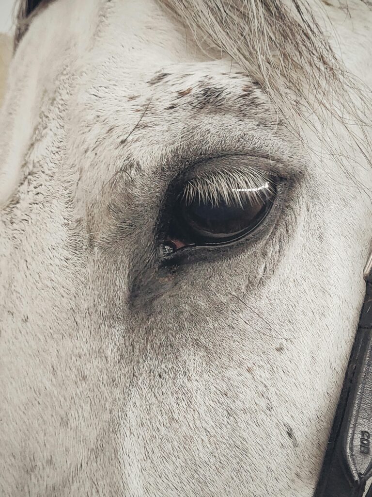 Detailed close-up shot of a horse's eye showcasing its features in Voinești, Romania.